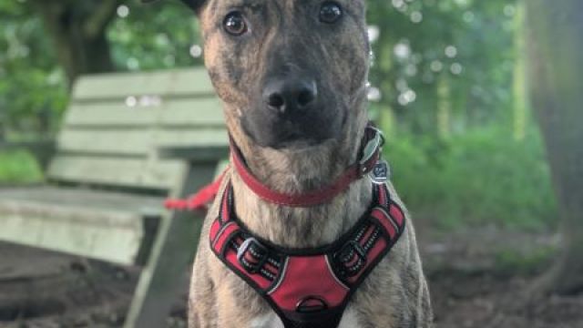 Pet Image